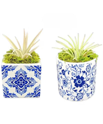 Royal Bloom Air Plant